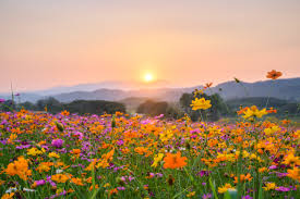 spring
